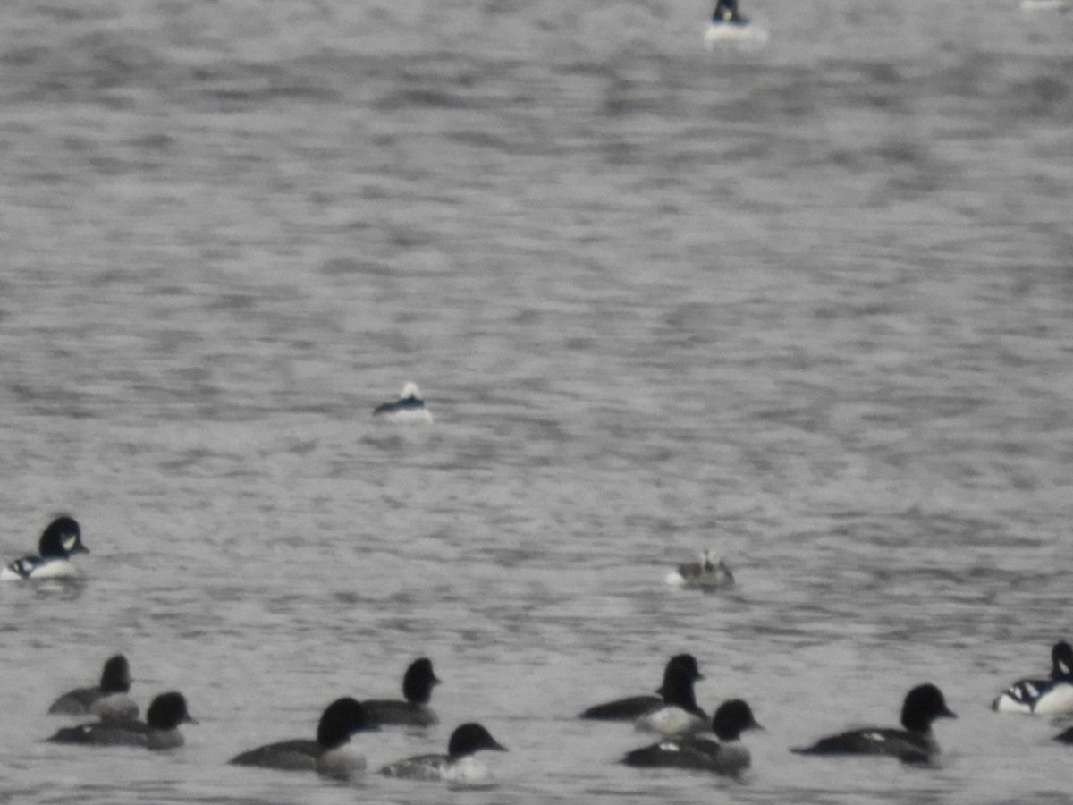 Long-tailed Duck - ML129383141