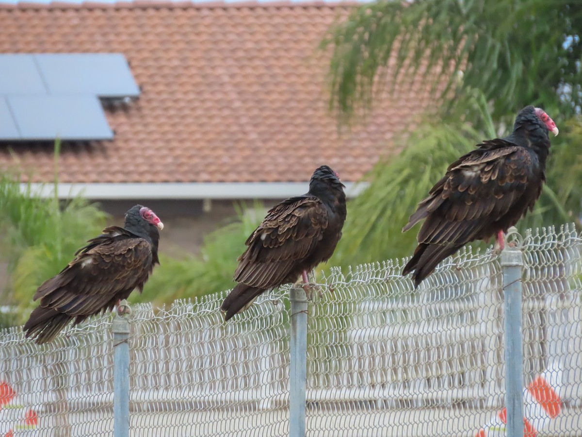 Turkey Vulture - Barry Langdon-Lassagne