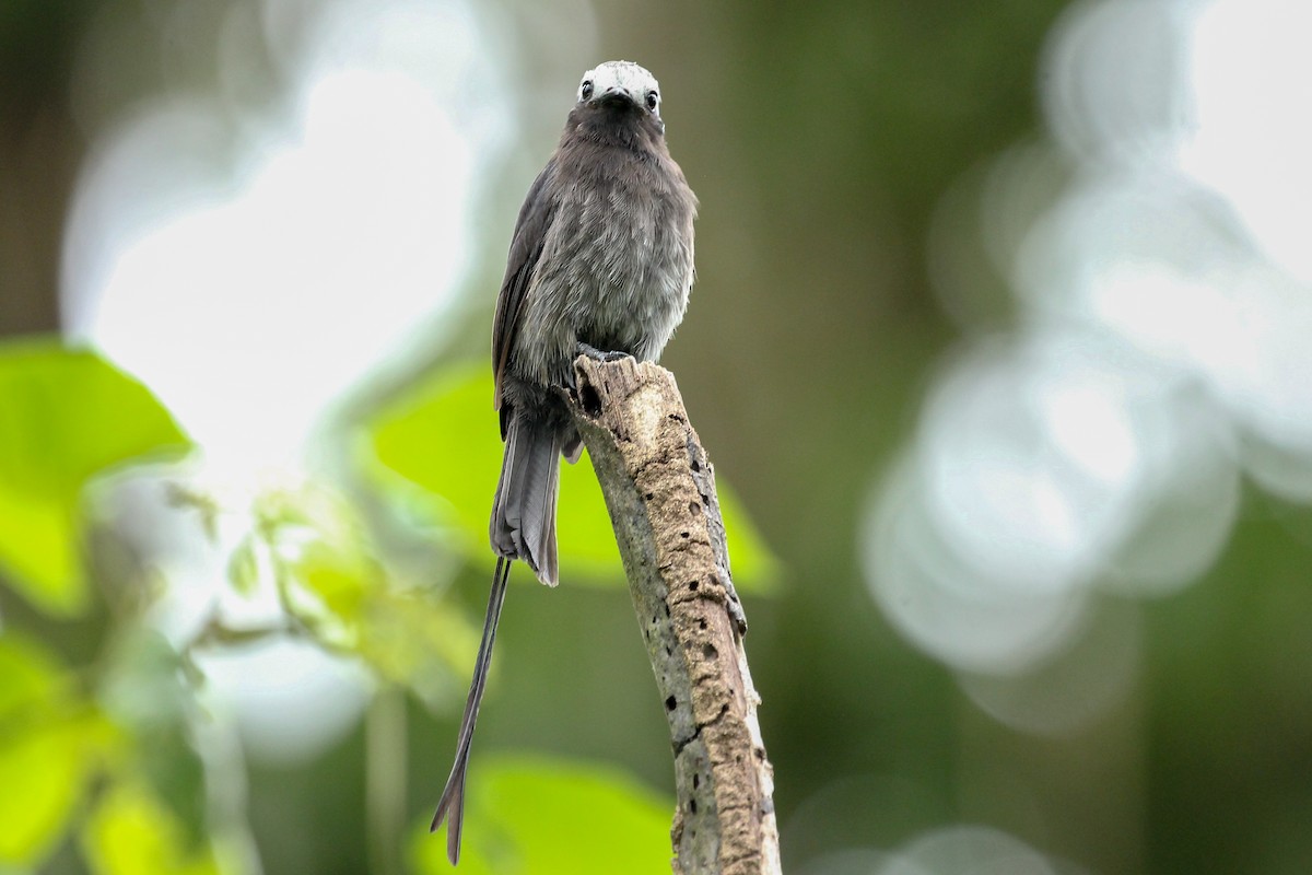 Long-tailed Tyrant - kenneth reyes