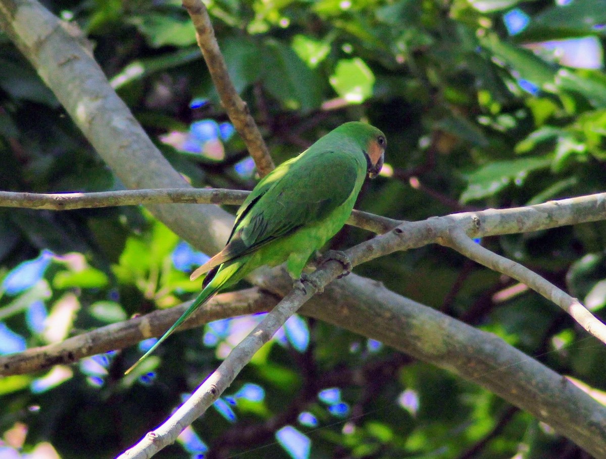 Long-tailed Parakeet - Nihar Rao