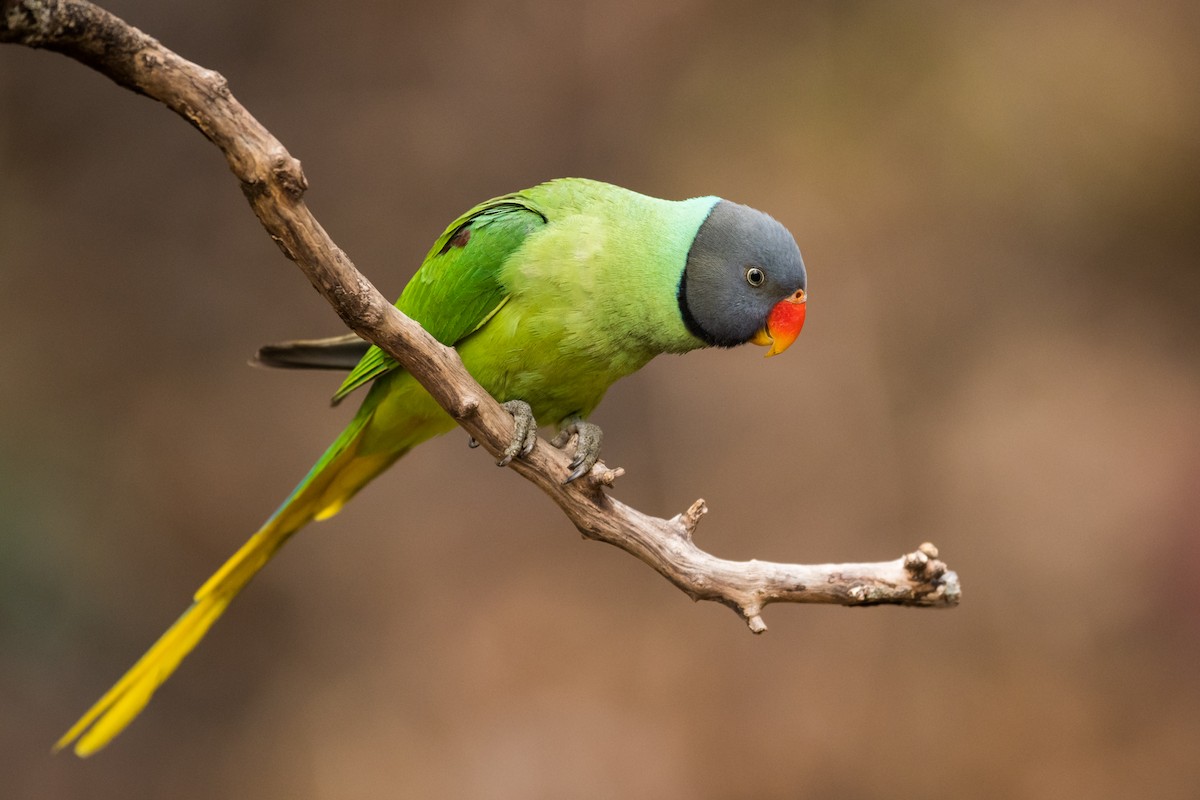 Slaty-headed Parakeet - Claudia Brasileiro