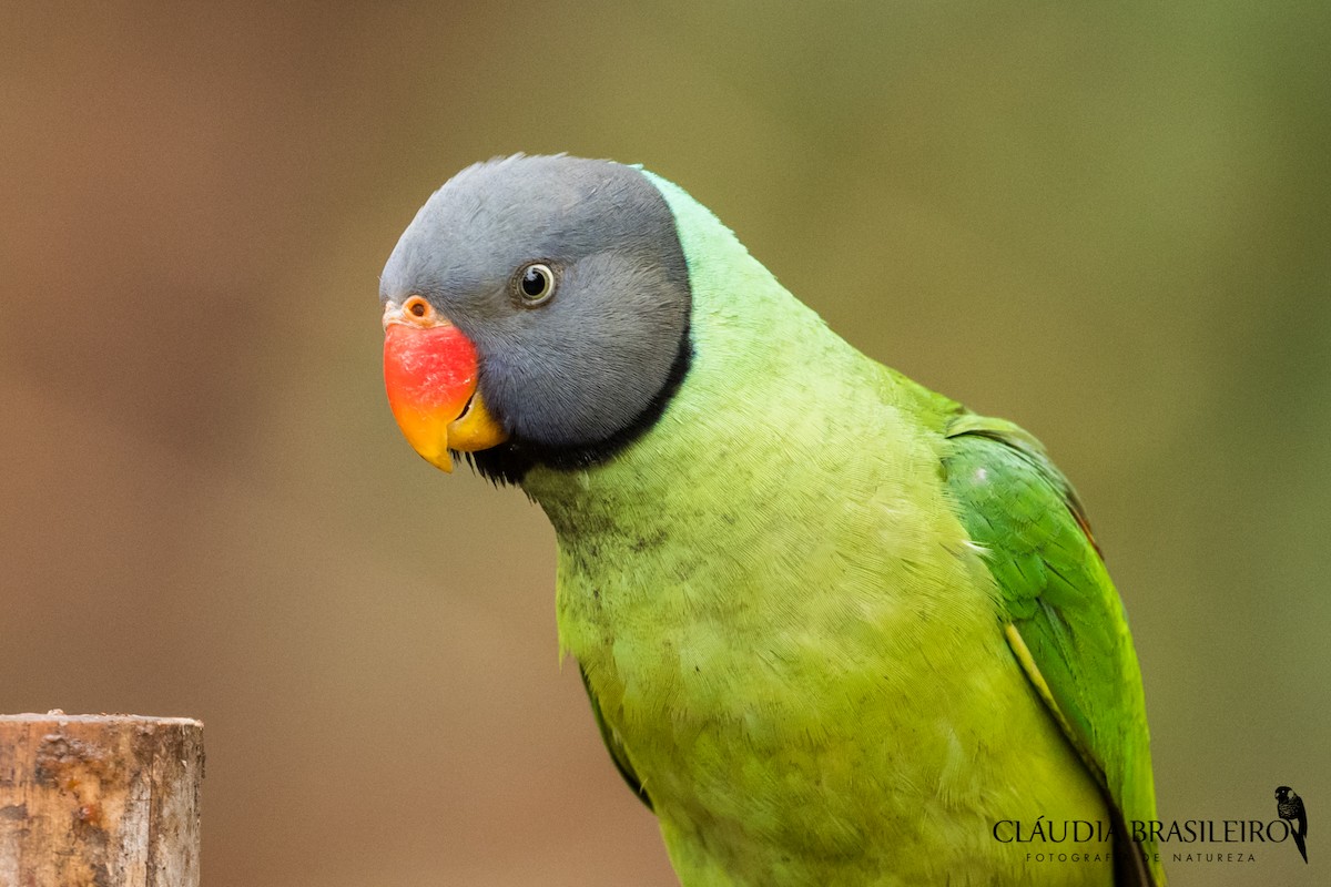 Slaty-headed Parakeet - Claudia Brasileiro