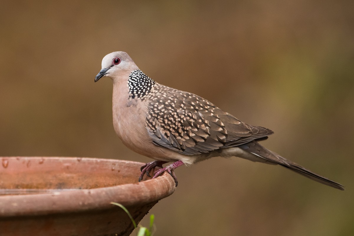 Spotted Dove - ML129389751