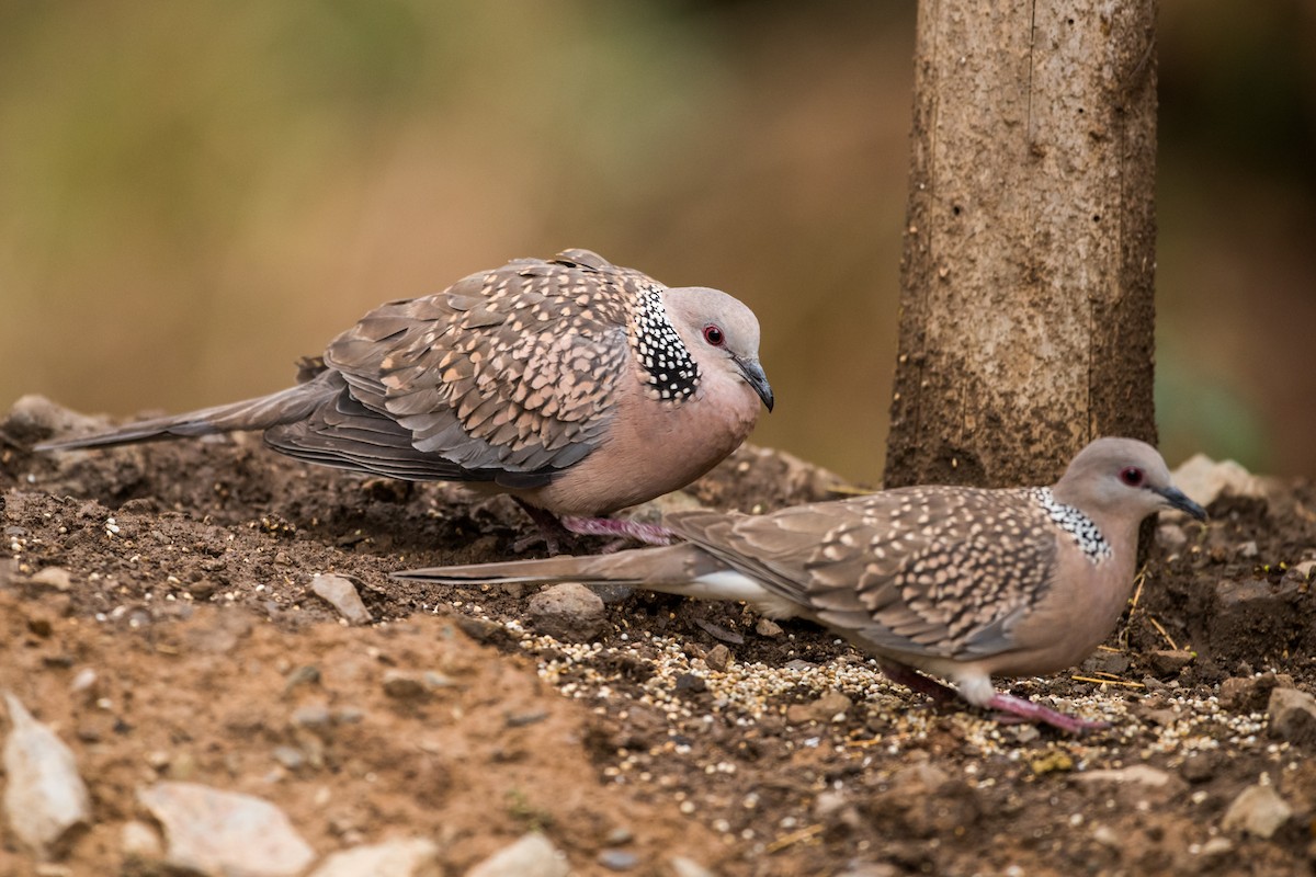 Spotted Dove - ML129389761