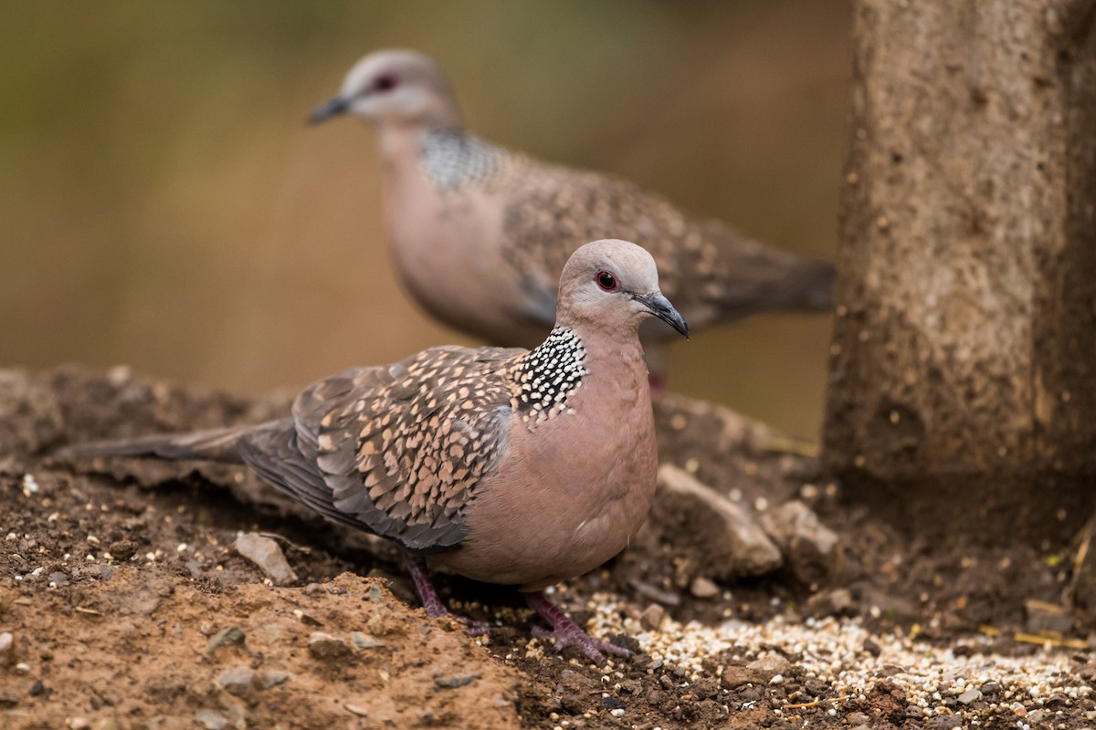 Spotted Dove - ML129389771