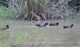 Hartlaub's Duck, ML129394631