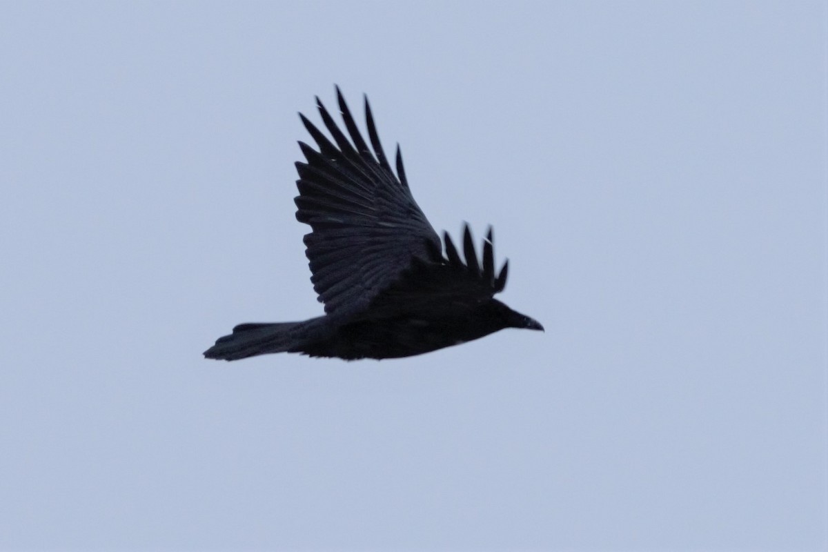 Common Raven - Luc Tremblay