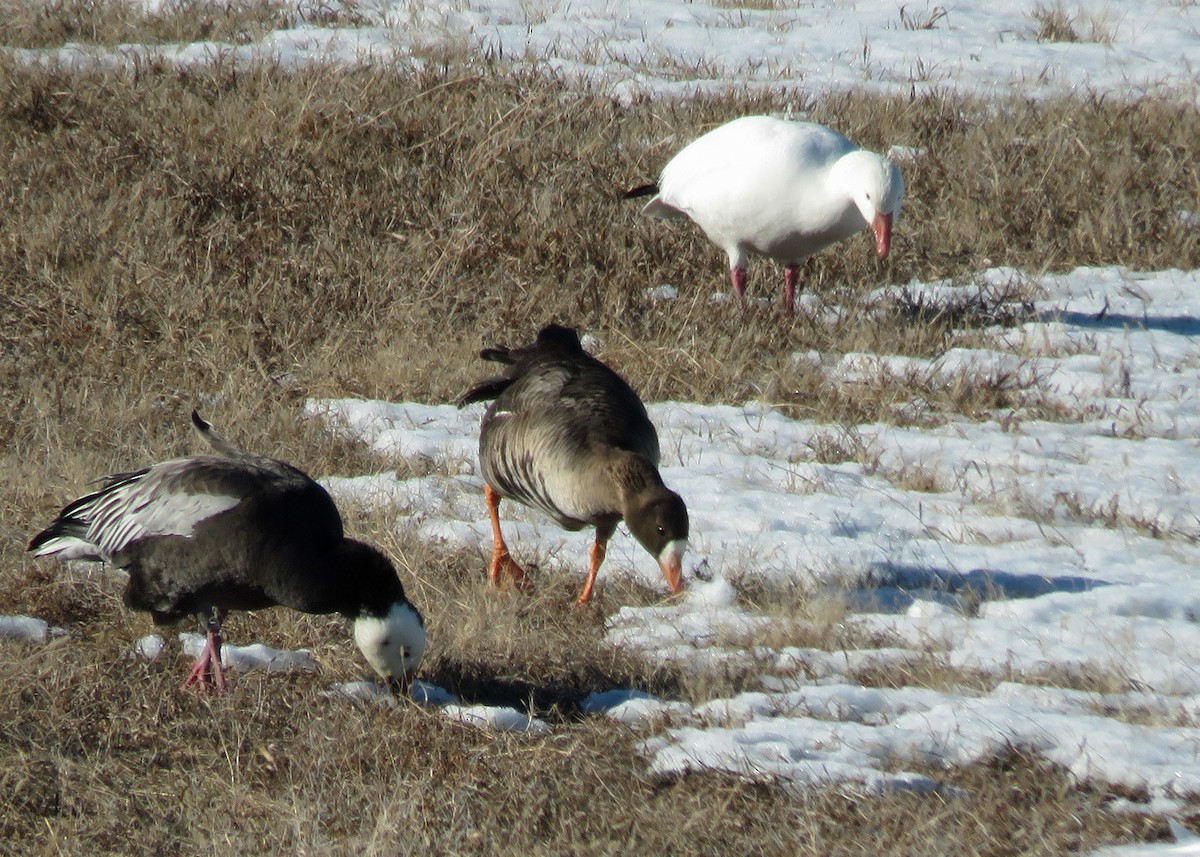 Greater White-fronted Goose - ML129401661