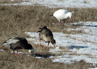 Greater White-fronted Goose, ML129401661