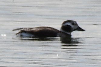 Long-tailed Duck - ML129402521