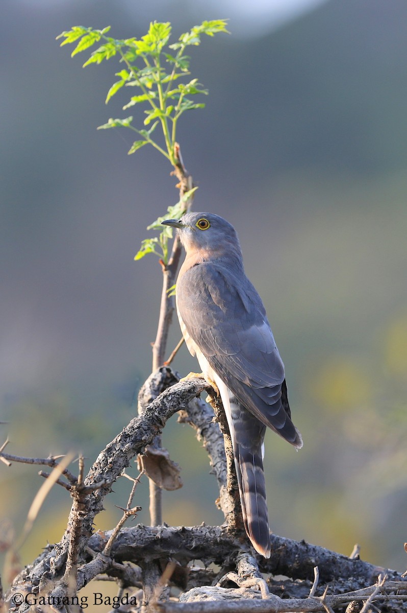Common Hawk-Cuckoo - Gaurang Bagda