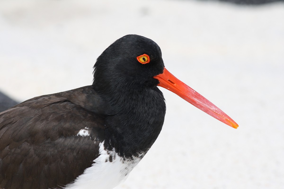 American Oystercatcher - george parker