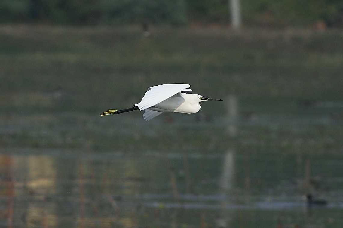 Little Egret - Gopi Sundar