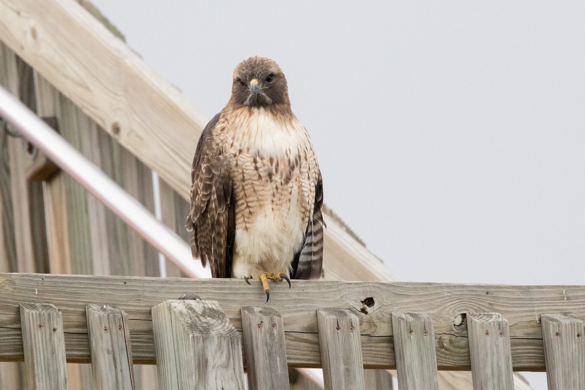 Red-tailed Hawk - ML129407691
