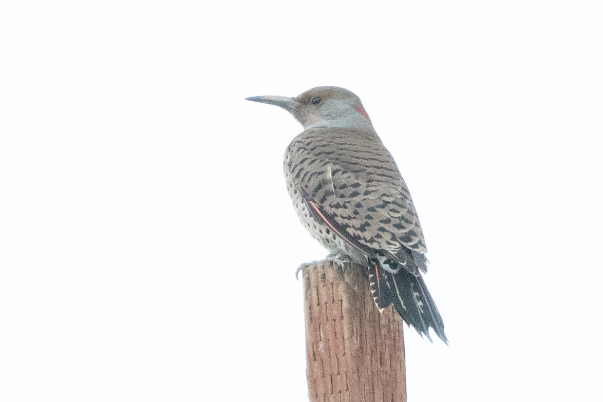 Northern Flicker (Yellow-shafted x Red-shafted) - ML129407721