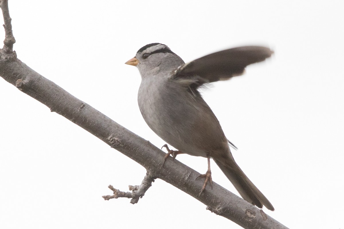 White-crowned Sparrow - ML129407781