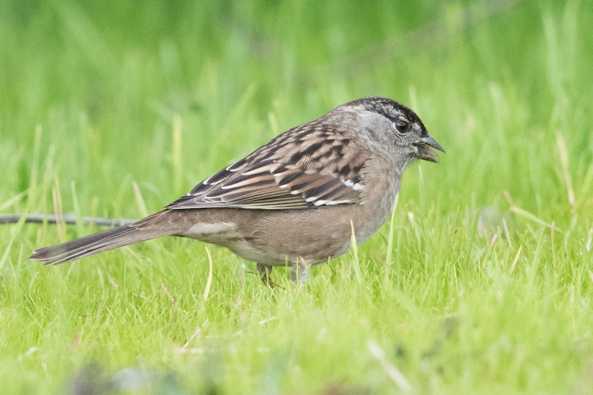 Golden-crowned Sparrow - ML129407821