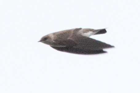 Northern Rough-winged Swallow - Garrett Lau