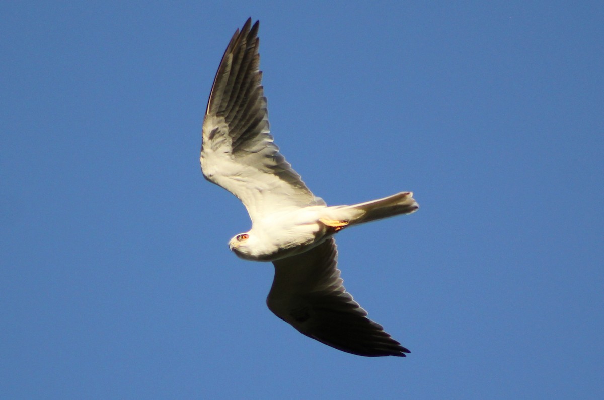White-tailed Kite - Mario Trejo