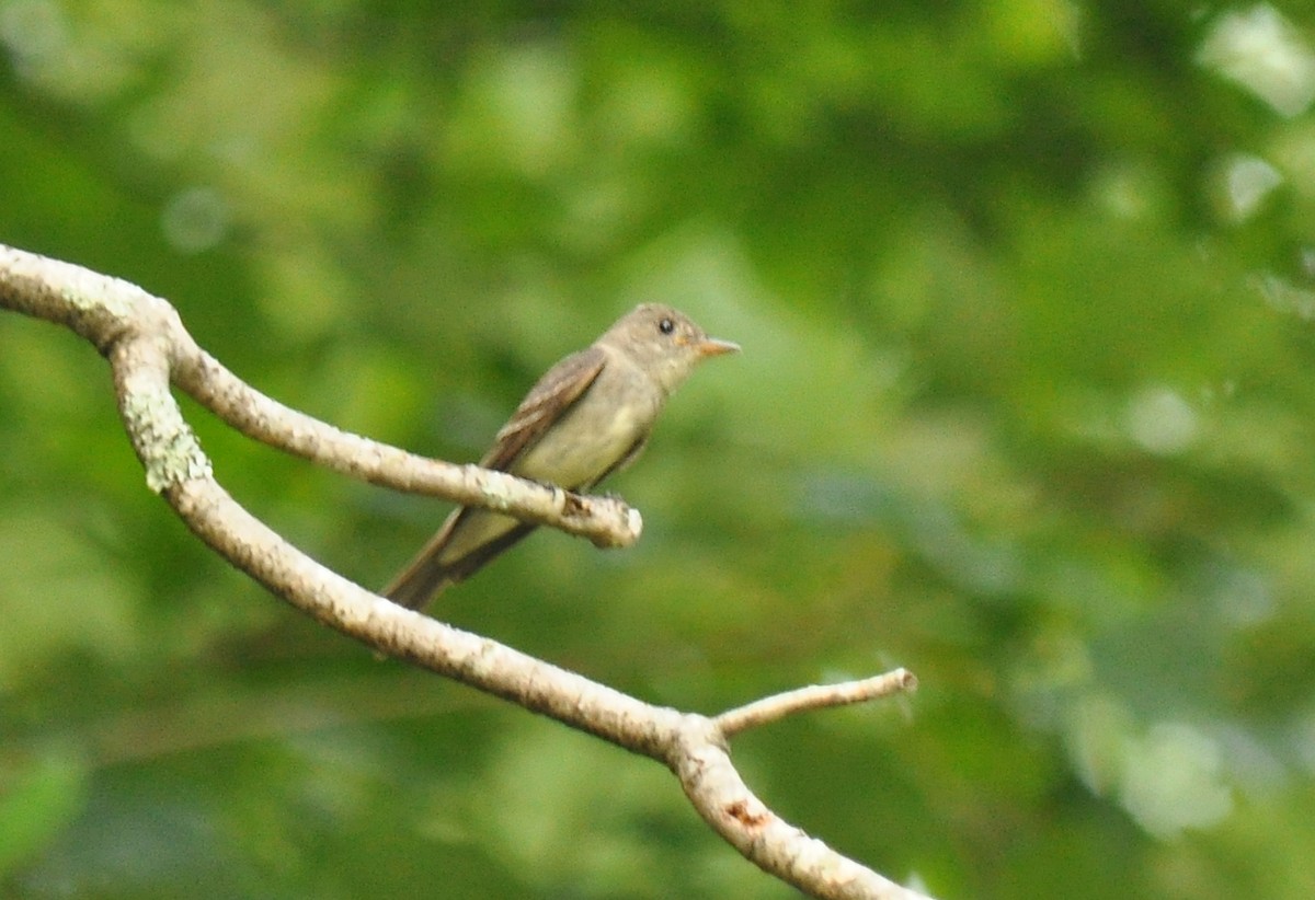 Eastern Wood-Pewee - Ryan O'Donnell