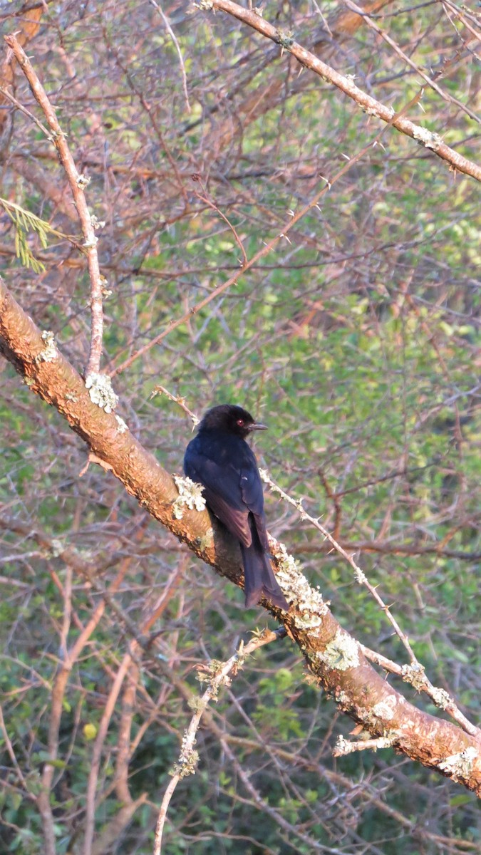 Fork-tailed Drongo - ML129416361