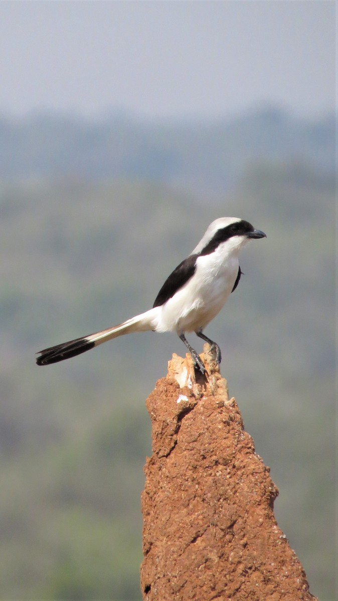 Gray-backed Fiscal - ML129416561