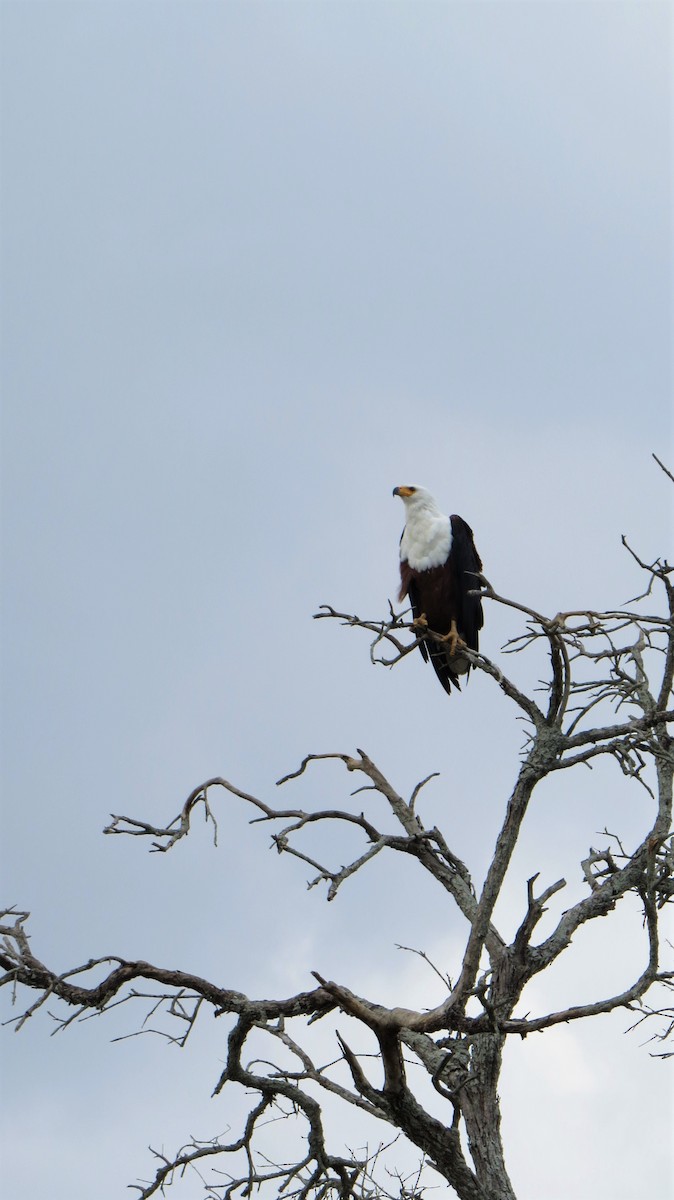 African Fish-Eagle - ML129417001