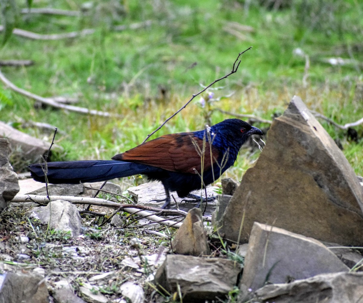 Greater Coucal - Jageshwer verma