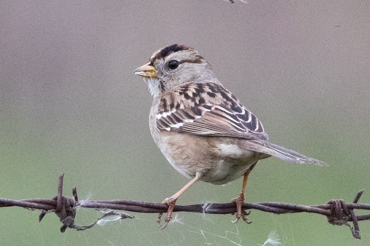 White-crowned Sparrow - Garrett Lau