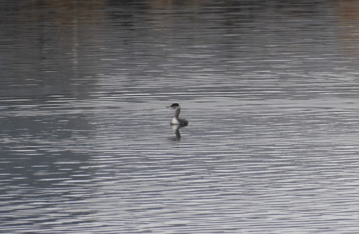 Red-necked Grebe - ML129422081