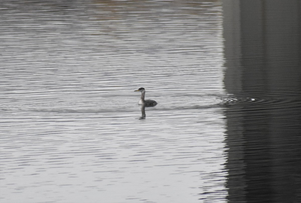 Red-necked Grebe - ML129422091