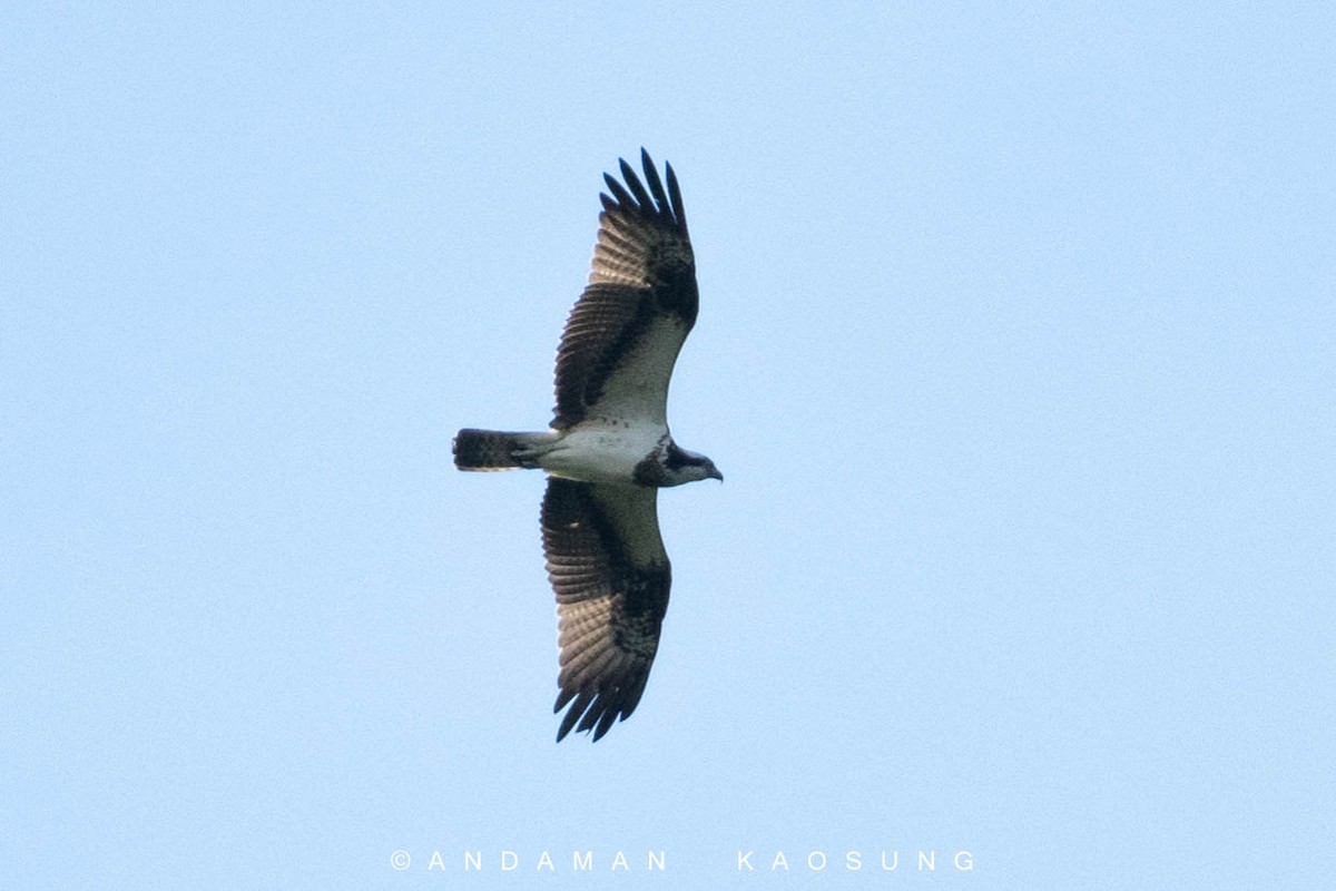 Osprey (haliaetus) - Andaman Kaosung