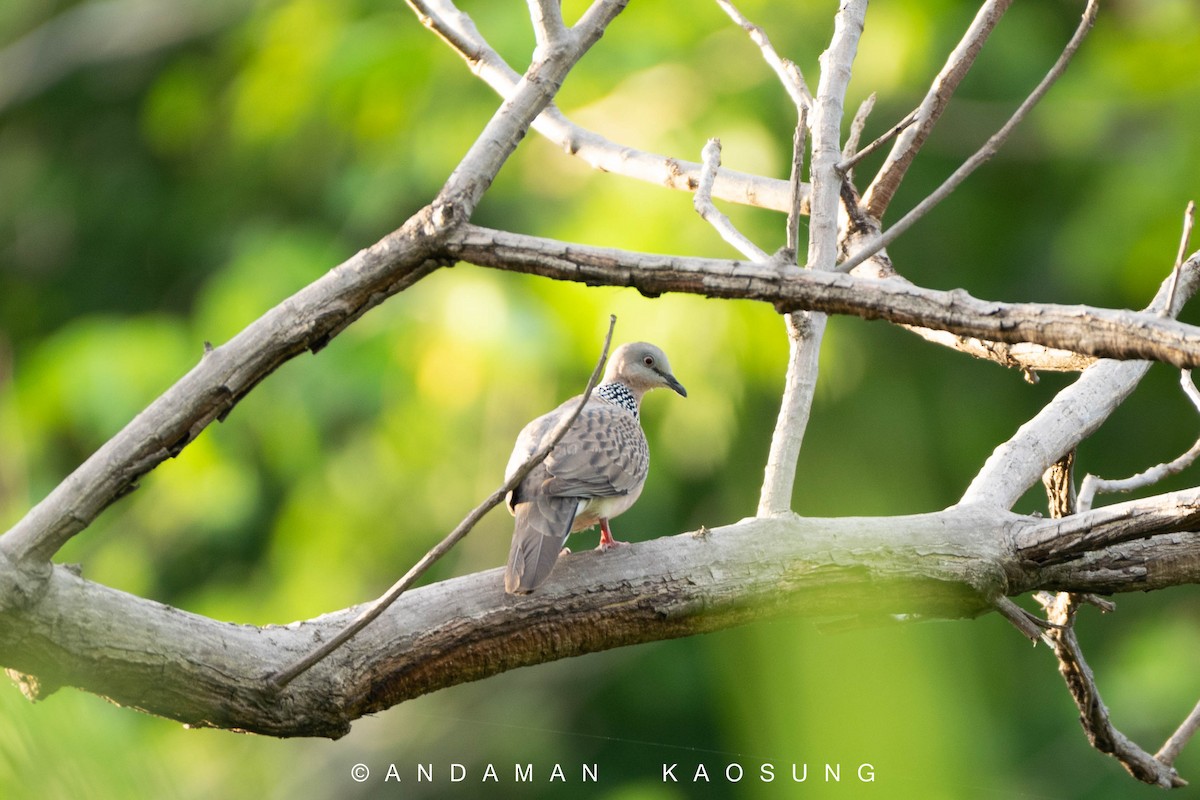Spotted Dove (Eastern) - ML129422931