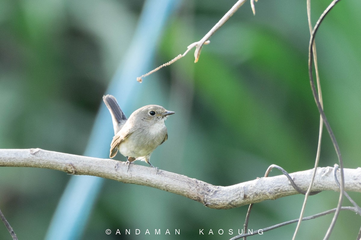 Taiga Flycatcher - Andaman Kaosung