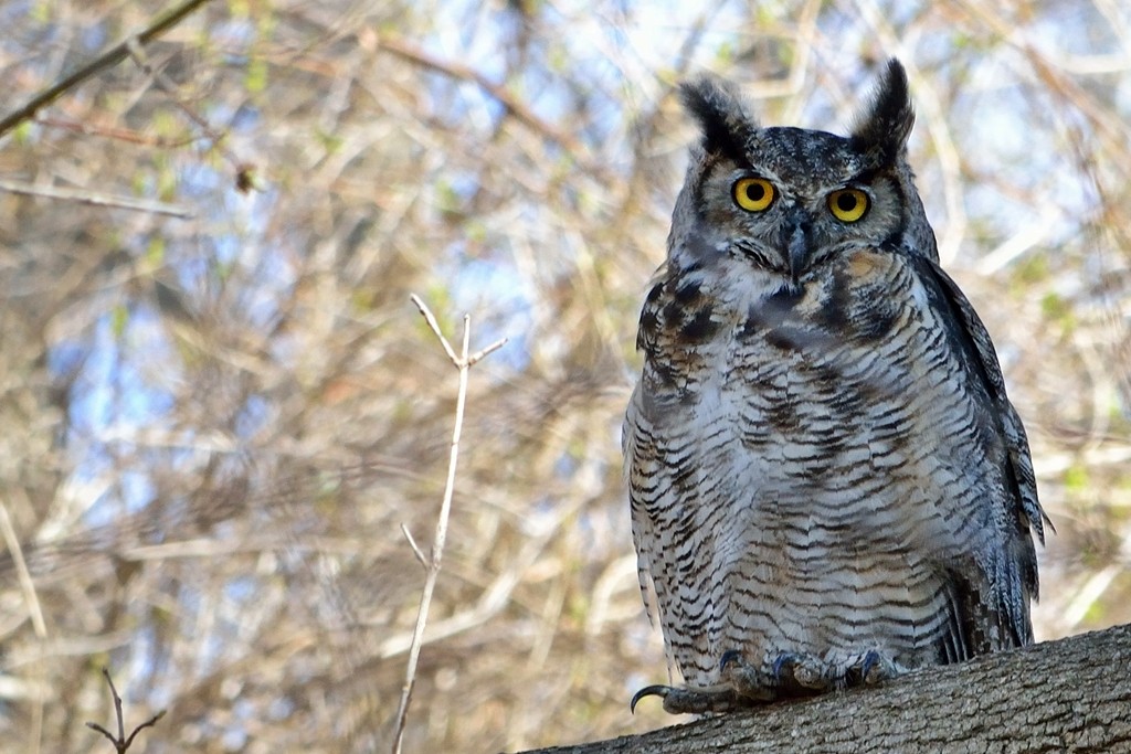 Great Horned Owl - Prayitno Goenarto