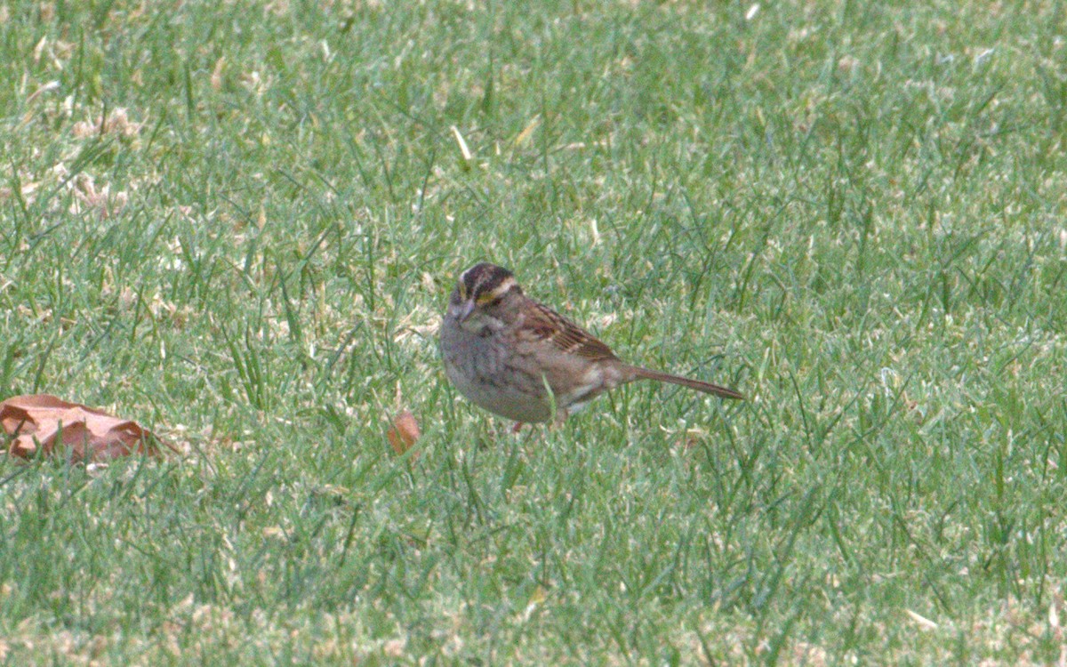 White-throated Sparrow - Joel Barrett