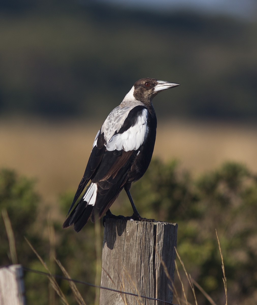 Australian Magpie (White-backed) - Richard and Margaret Alcorn