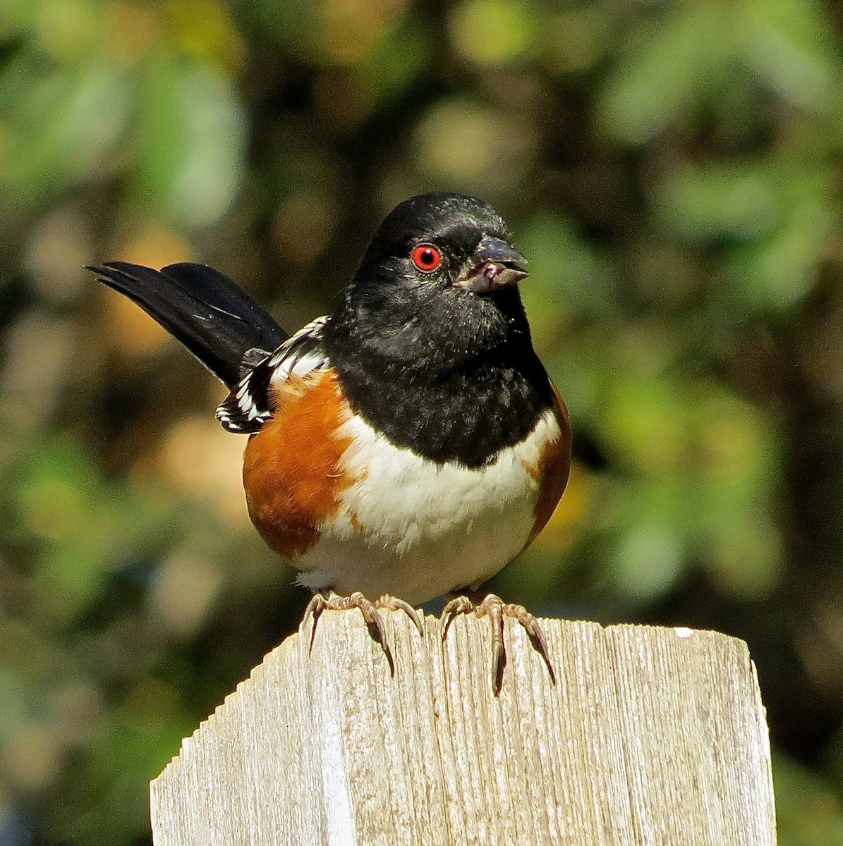 Spotted Towhee - ML129429091