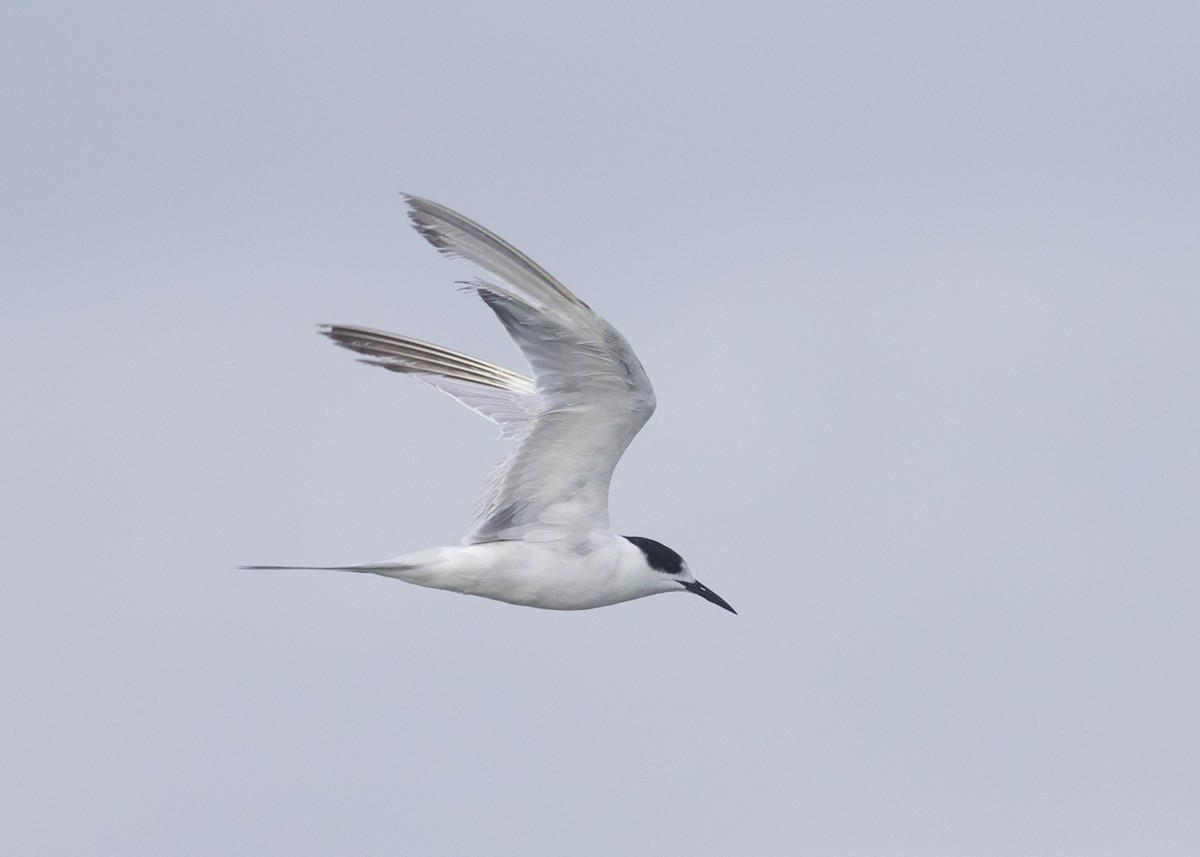 Common Tern - Stephen Murray