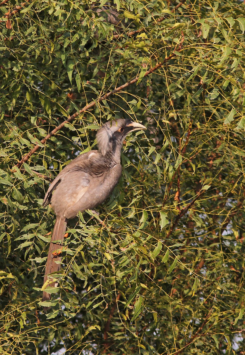 Indian Gray Hornbill - PANKAJ GUPTA