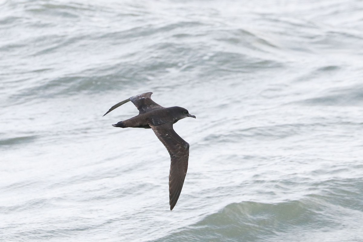Short-tailed Shearwater - Ged Tranter