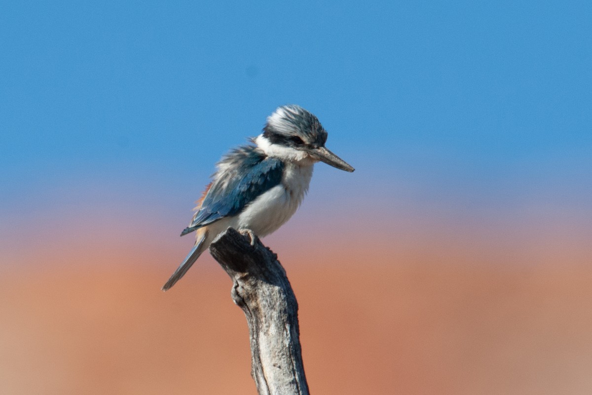 Red-backed Kingfisher - ML129435451