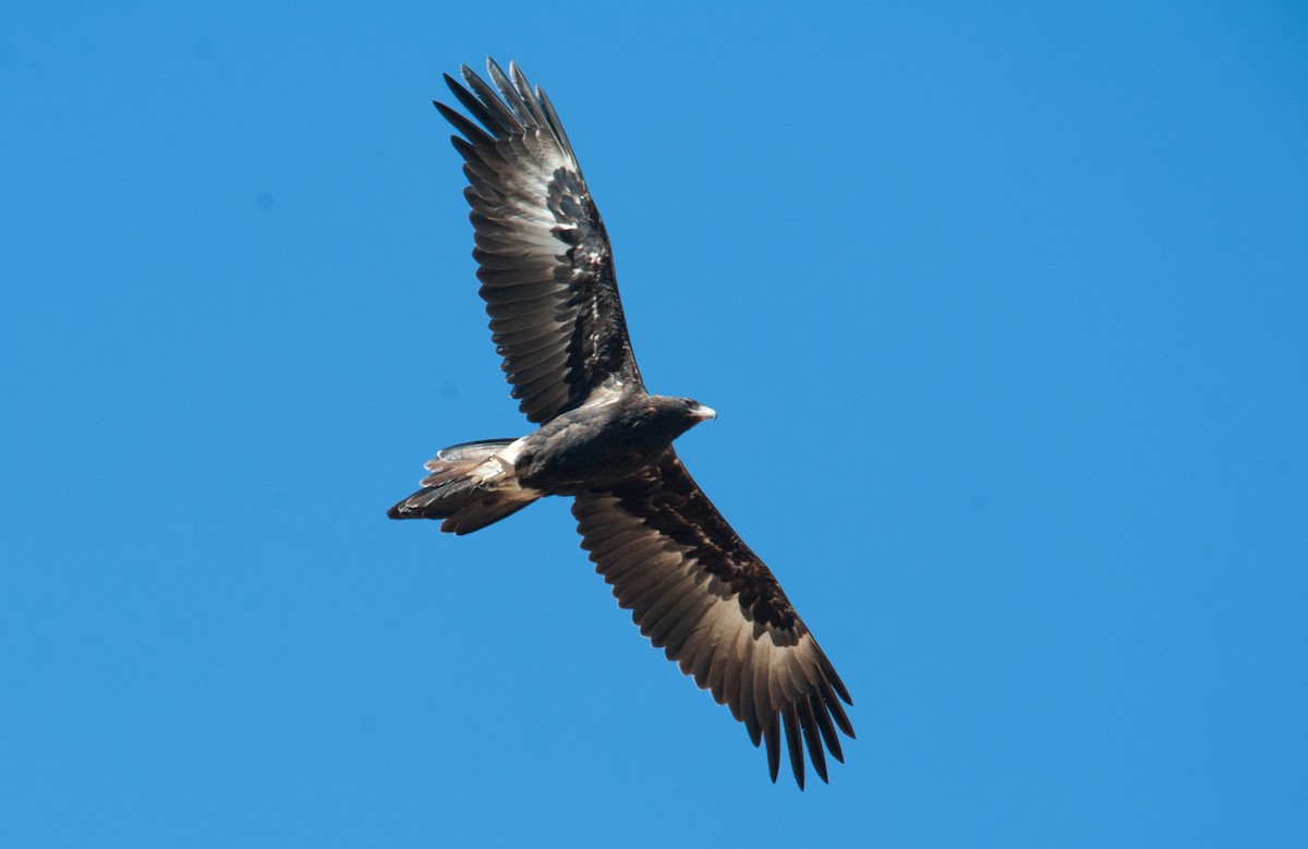 Wedge-tailed Eagle - ML129435581