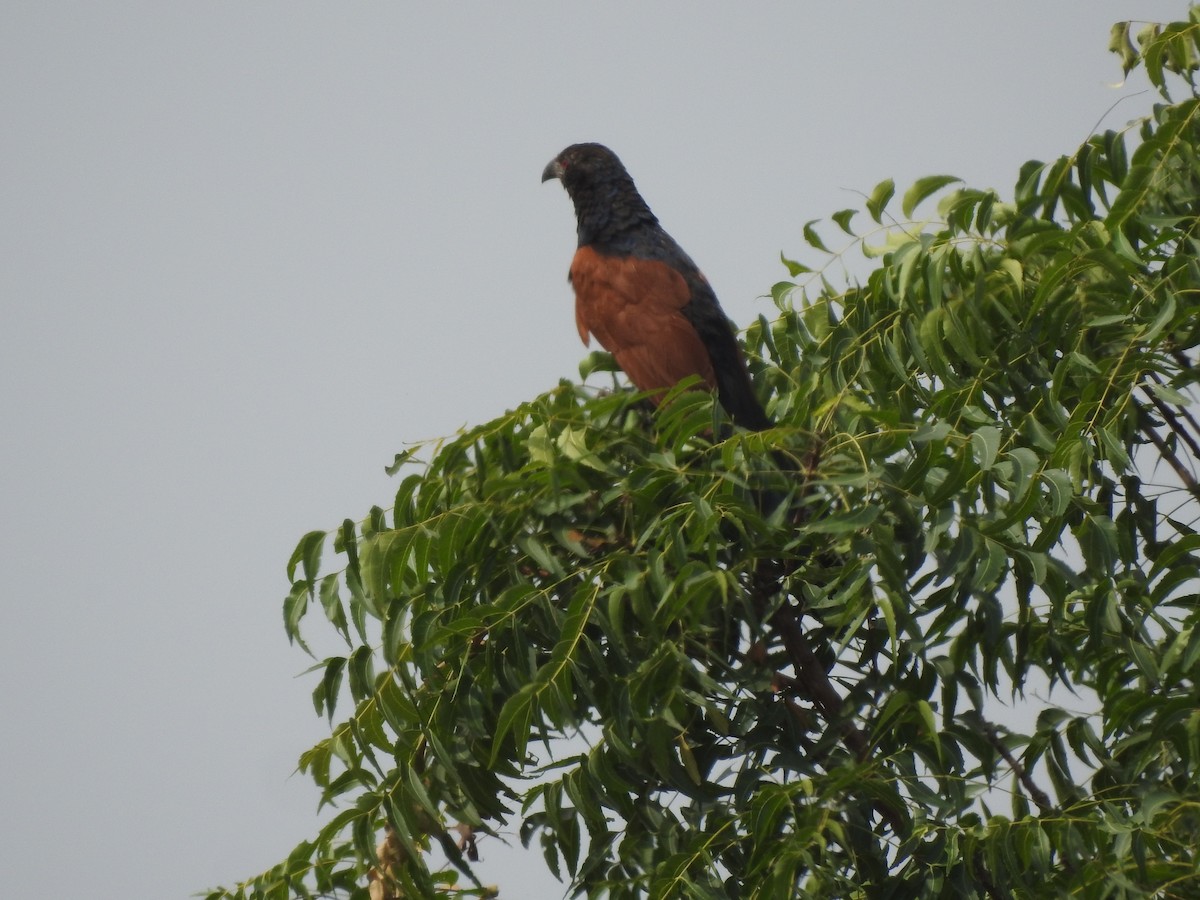 Greater Coucal - ML129435701