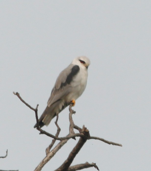 Black-winged Kite - Padmaja  Prabhu