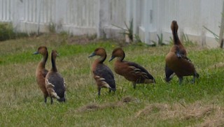 Fulvous Whistling-Duck, ML129441391