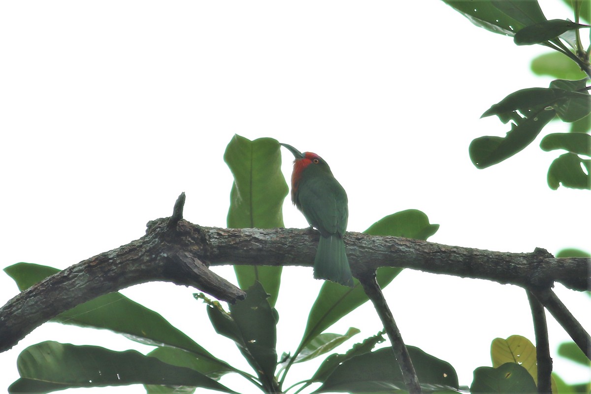 Red-bearded Bee-eater - ML129443221