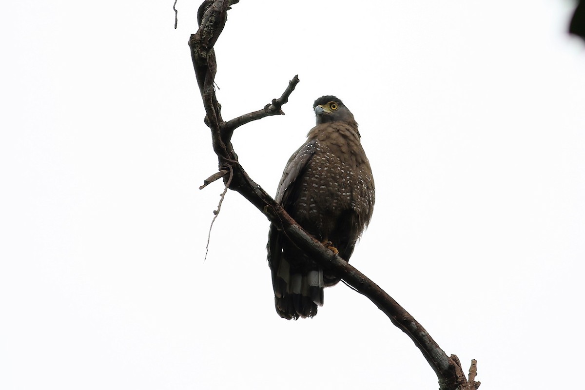 Crested Serpent-Eagle - ML129444121