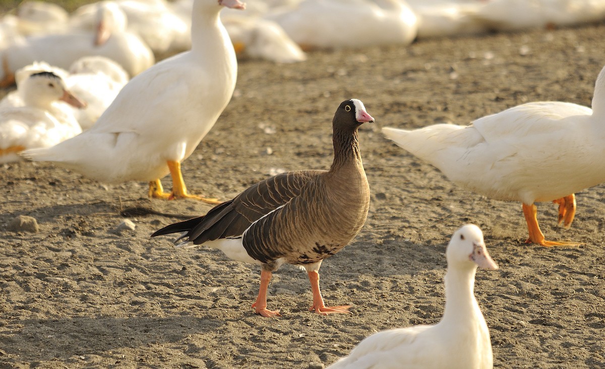 Lesser White-fronted Goose - ML129446111