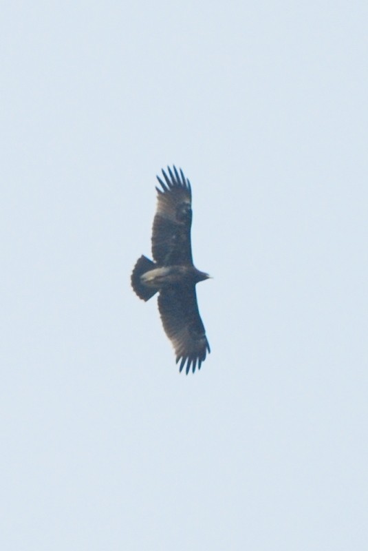 Greater Spotted Eagle - Kok Hui Tan
